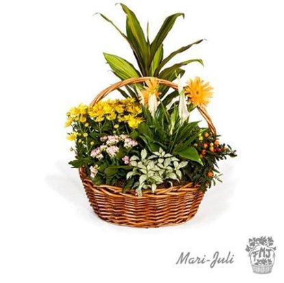 Ref.FMJ0013.Cesta de Mimbre con Plantas en tonalidades verdes y amarillos. 