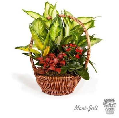 Ref.FMJ0008.Cesta de Mimbre con Plantas en tonalidades verdes y rojos.