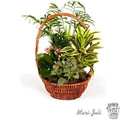 Ref.FMJ0012.Cesta de Mimbre con Plantas en tonalidades verdes.  