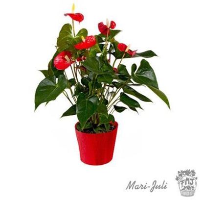 Ref.FMJ0018.Planta Decorada Anthurium .