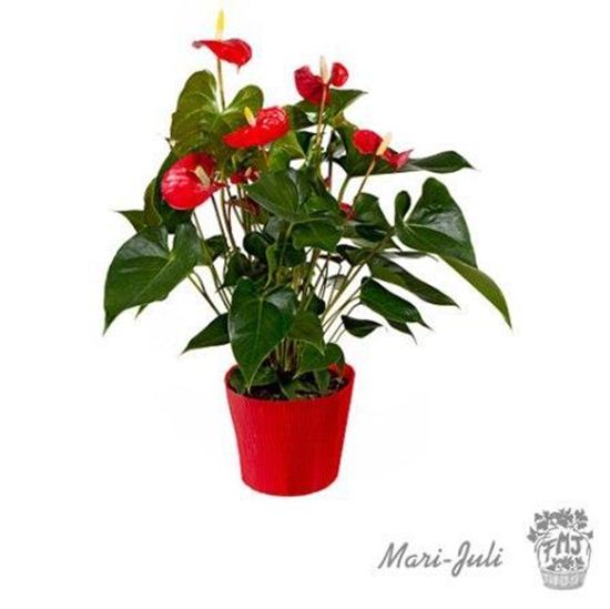 Imagen de Ref.FMJ0018.Planta Decorada Anthurium .