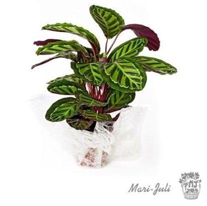 Ref.FMJ0019.Planta Decorada Maranta.