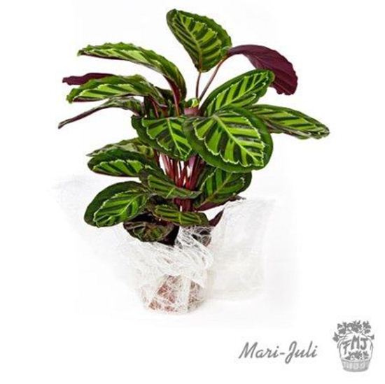 Imagen de Ref.FMJ0019.Planta Decorada Maranta.