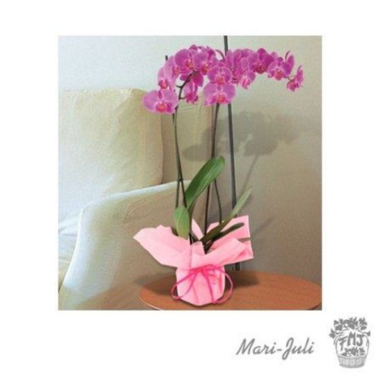 Imagen de  Ref.FMJ0021.Planta Decorada Laila.