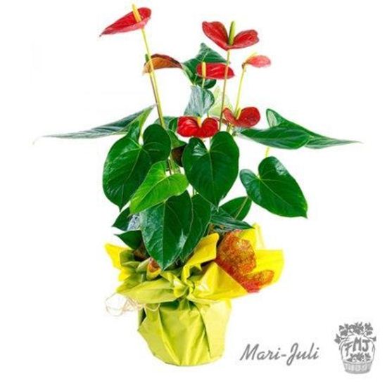 Imagen de Ref.P0010.Planta de Anthurium rojo decorada.