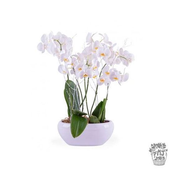 Imagen de  Ref.FMJ0124.Planta Regalo Blanca.