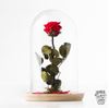 Picture of Ref.FMJ0130.Rosa encantada del amor eterno.(a partir de 15€)