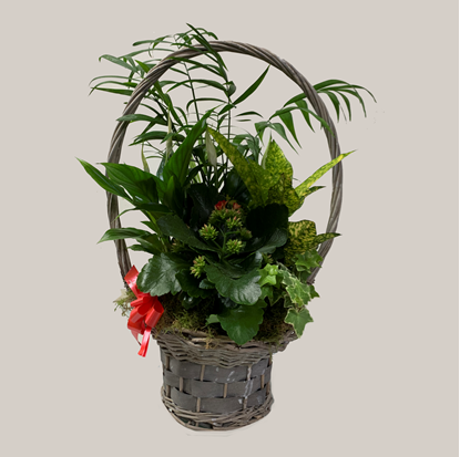 Ref.202106 Cesta de plantas variadas