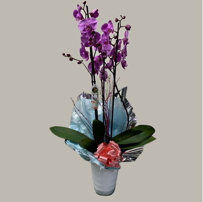 Ref.202108 Orquídea morada decorada