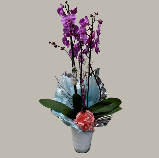 Imagen de Ref.202108 Orquídea morada decorada